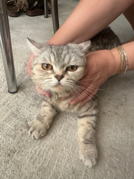 British Shorthair, Kedi Lina fotoğrafı