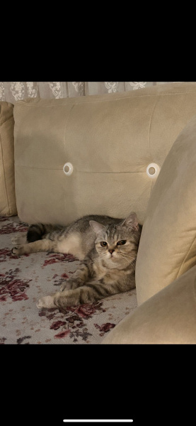 British Shorthair, Kedi Lina fotoğrafı