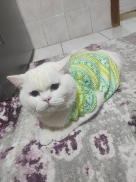 British Shorthair, Kedi Casper fotoğrafı