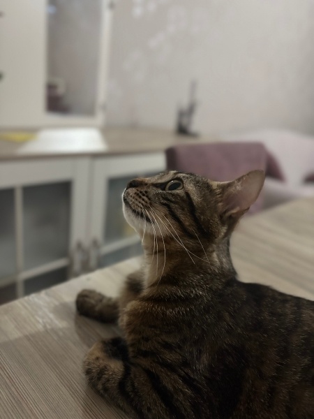 Tekir Kedi, Kedi Misha fotoğrafı
