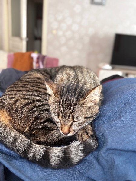 Tekir Kedi, Kedi Misha fotoğrafı