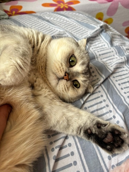 Scottish Fold, Kedi Gazoz fotoğrafı