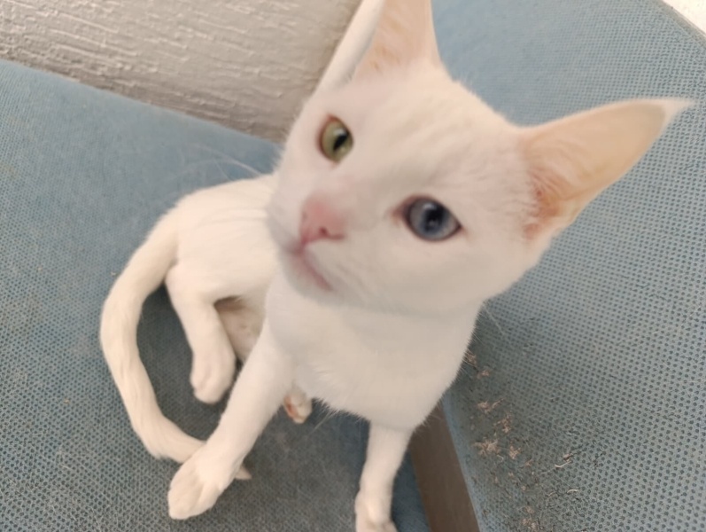 Van Kedisi, Kedi kar tanesi fotoğrafı