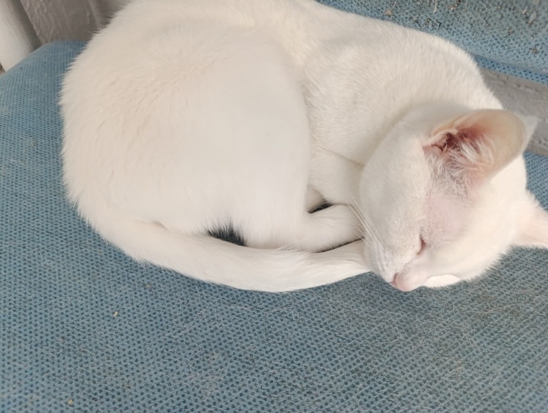 Van Kedisi, Kedi kar tanesi fotoğrafı