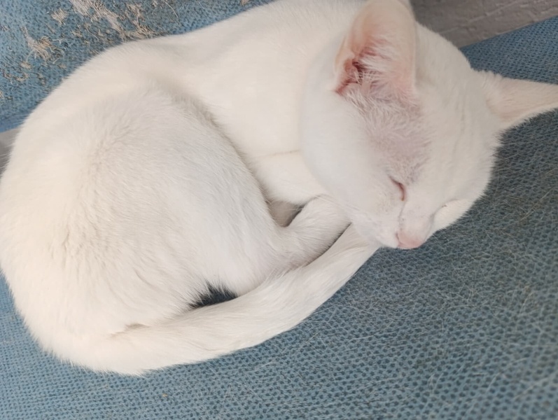 Van Kedisi, Kedi kar tanesi fotoğrafı