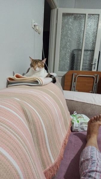 Tekir Kedi, Kedi  Miya fotoğrafı