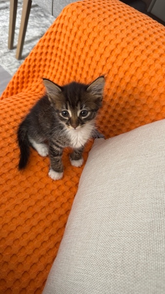 Tekir Kedi, Kedi Pofi fotoğrafı