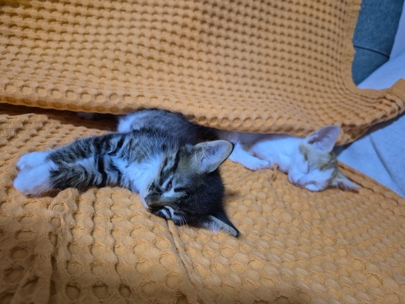 Tekir Kedi, Kedi Pofi fotoğrafı