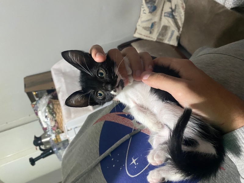 Soke, Kedi Likör fotoğrafı