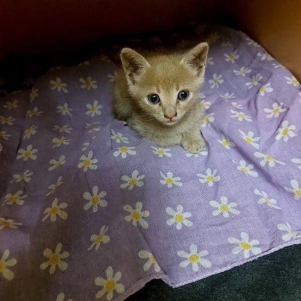 Tekir Kedi, Kedi  Sütlaç fotoğrafı