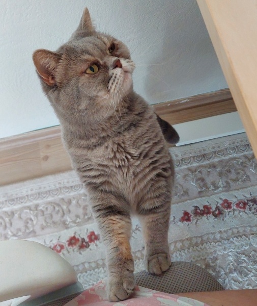 British Shorthair, Kedi Sylvester fotoğrafı