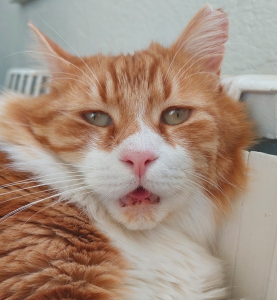 Sarman, Kedi Ushi fotoğrafı