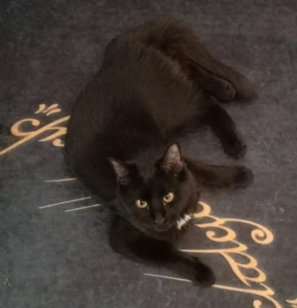 Tekir Kedi, Kedi Tumtum fotoğrafı