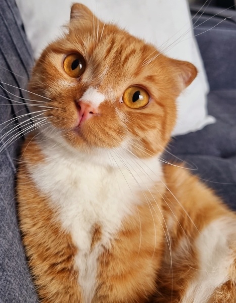 Scottish Fold, Kedi Miyu fotoğrafı