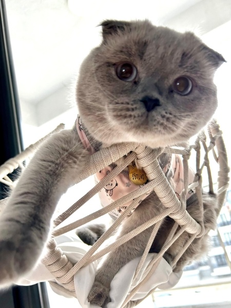 Scottish Fold, Kedi  SÜTLAÇ fotoğrafı