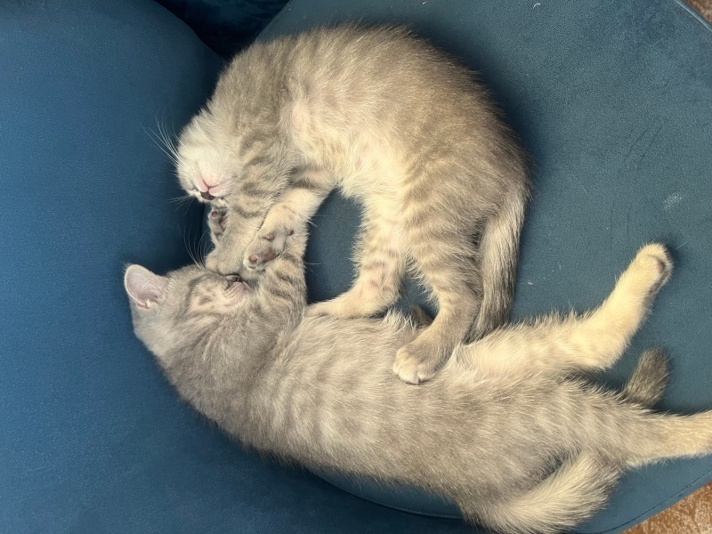 British Shorthair, Kedi British shothair yavru Ücretsiz sahiplendirme fotoğrafı
