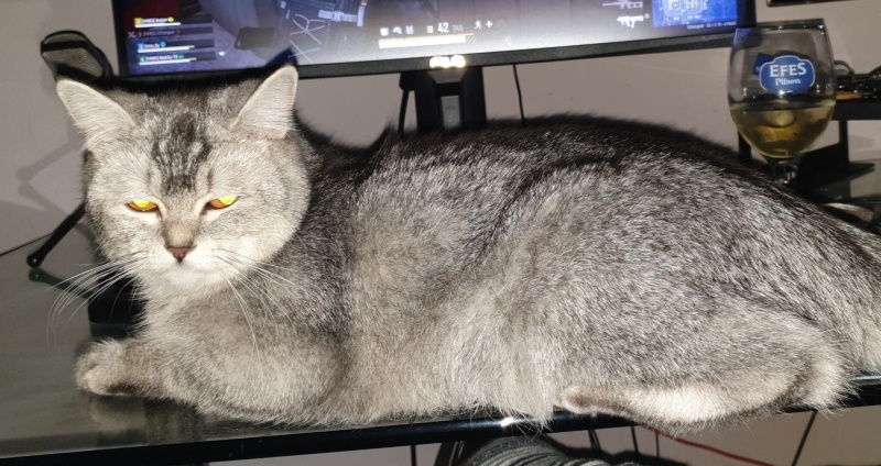 British Shorthair, Kedi Sabun fotoğrafı