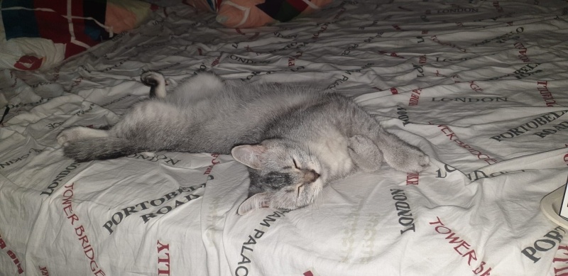 British Shorthair, Kedi Sabun fotoğrafı