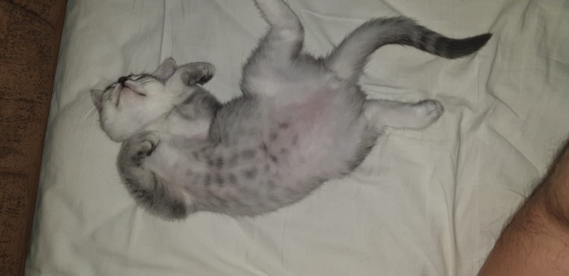 British Shorthair, Kedi Sabun fotoğrafı