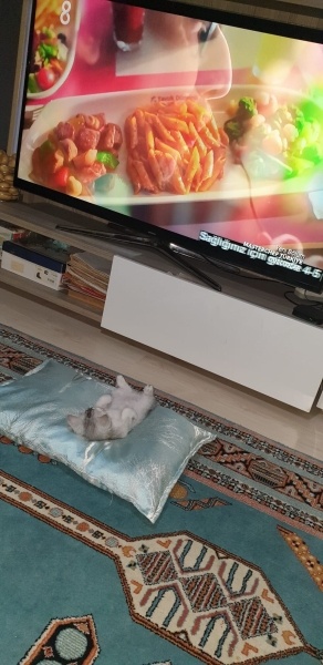 British Shorthair, Kedi Sabun fotoğrafı