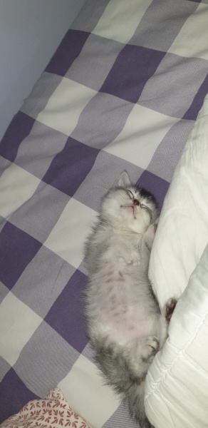 British Shorthair, Kedi Sabun fotoğrafı