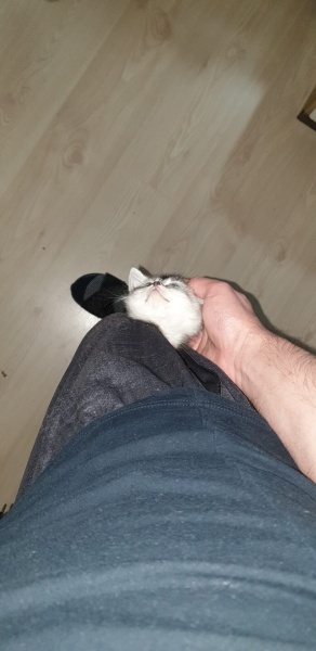 British Shorthair, Kedi Sabun fotoğrafı