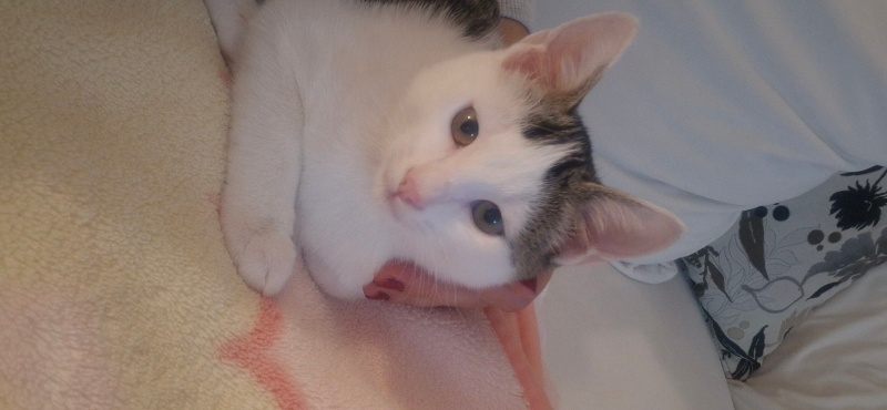 Tekir Kedi, Kedi Mars fotoğrafı