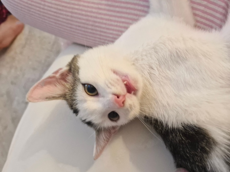 Tekir Kedi, Kedi Mars fotoğrafı