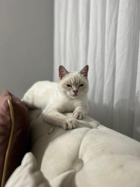 British Shorthair, Kedi Sakız fotoğrafı