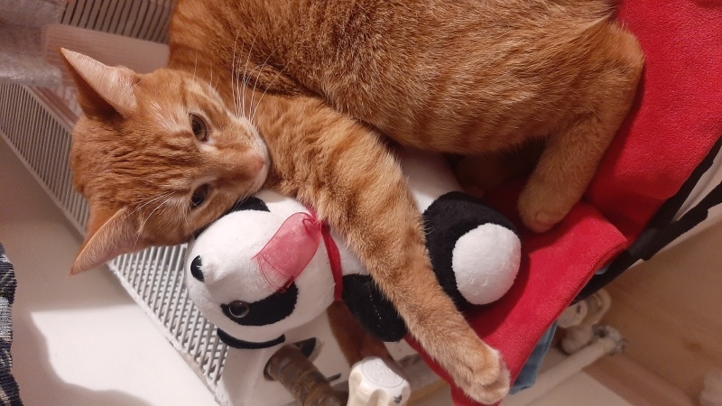 Sarman, Kedi Şerbet fotoğrafı