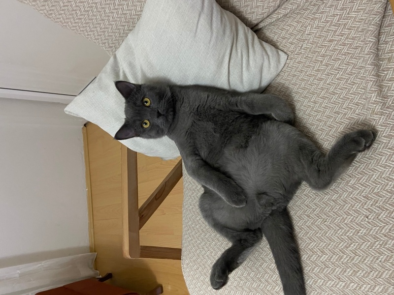 British Shorthair, Kedi Miço fotoğrafı