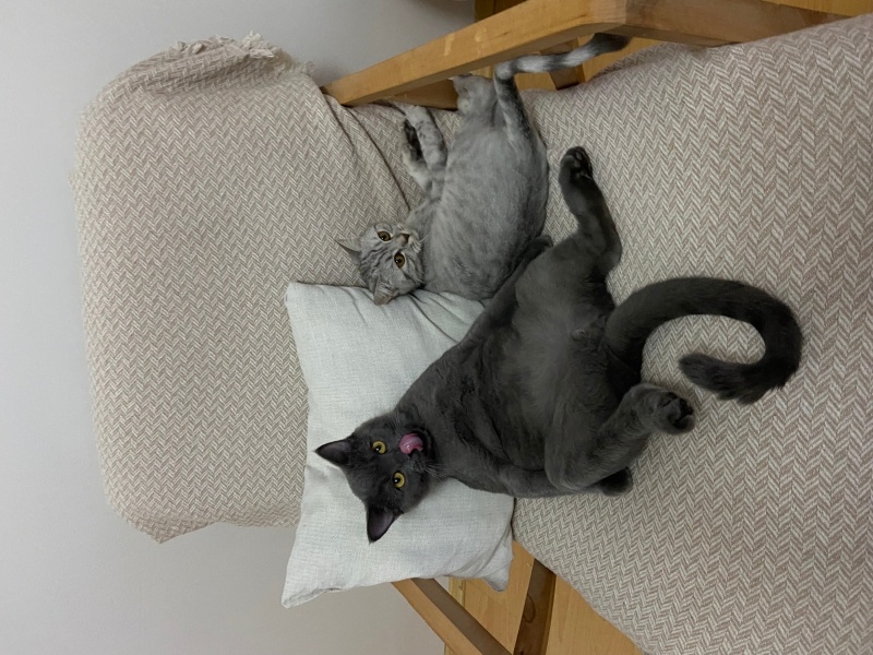British Shorthair, Kedi Miço fotoğrafı