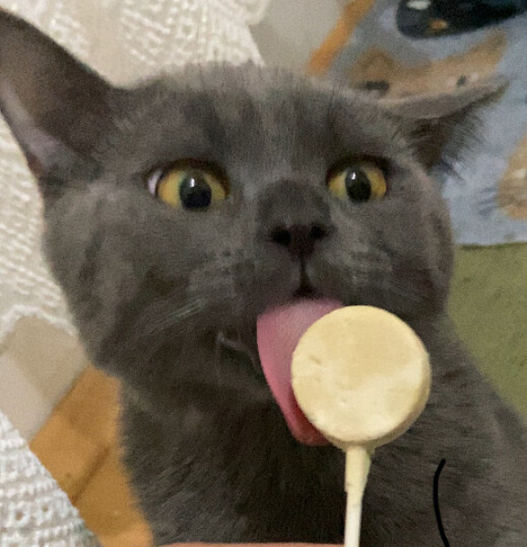 British Shorthair, Kedi Miço fotoğrafı