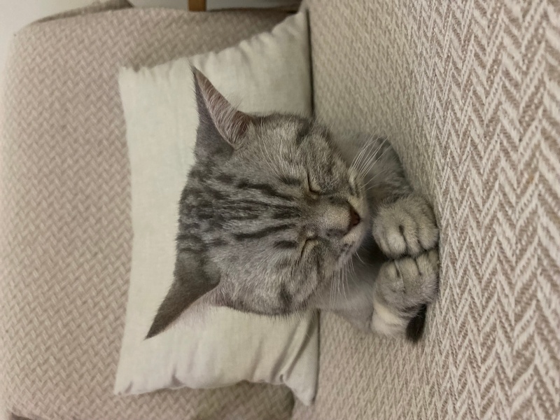British Shorthair, Kedi Müjgan fotoğrafı