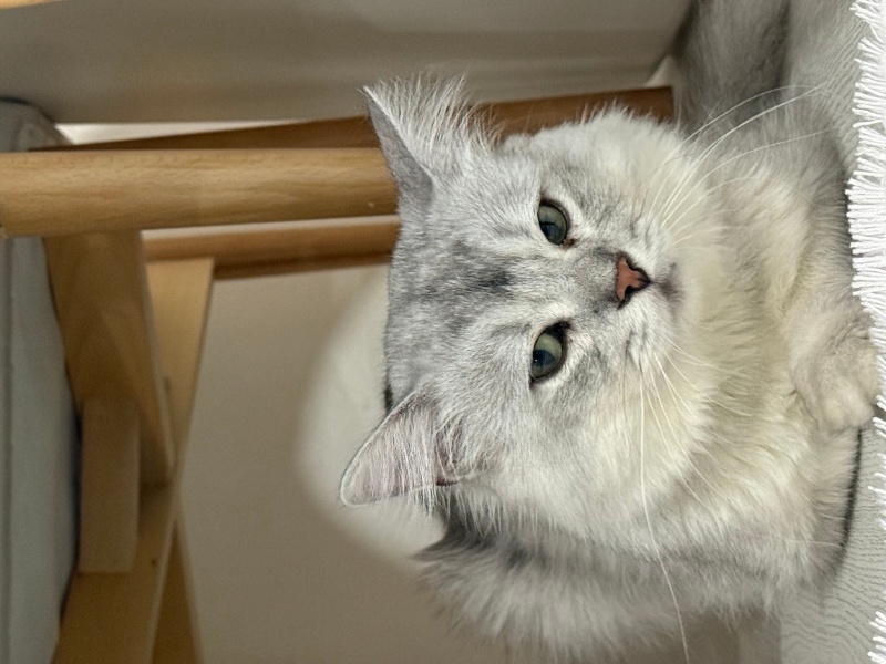 British Longhair, Kedi  Paşa fotoğrafı