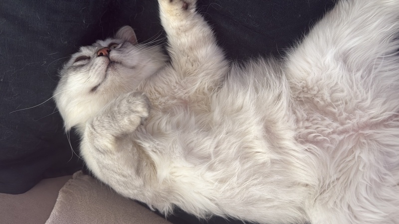 British Longhair, Kedi  Paşa fotoğrafı