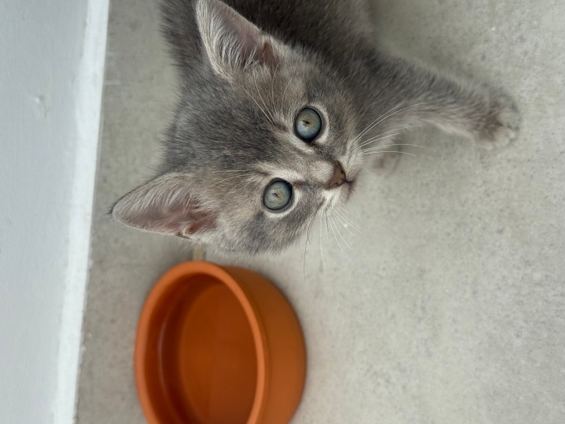British Longhair, Kedi  Venüs fotoğrafı