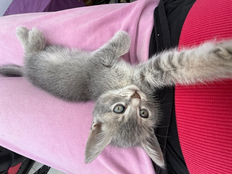 British Longhair, Kedi  Venüs fotoğrafı