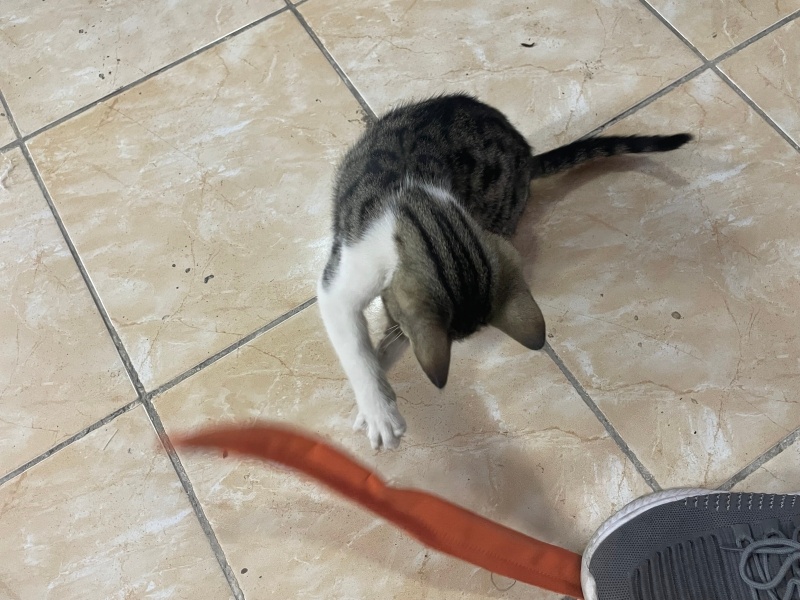 Tekir Kedi, Kedi Belirsiz fotoğrafı