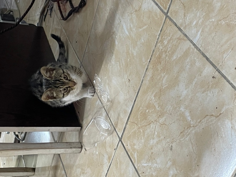 Tekir Kedi, Kedi Belirsiz fotoğrafı