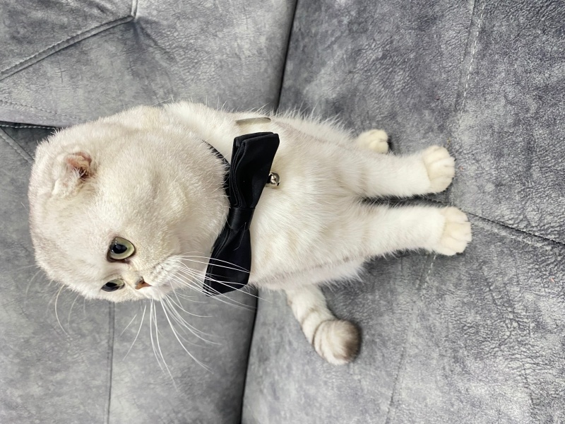 Scottish Fold, Kedi Efe fotoğrafı