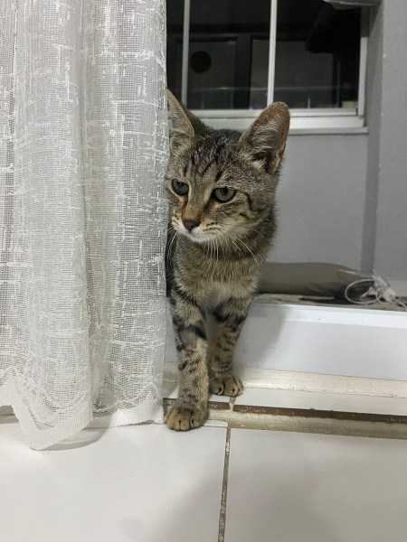 Tekir Kedi, Kedi  Paşa fotoğrafı