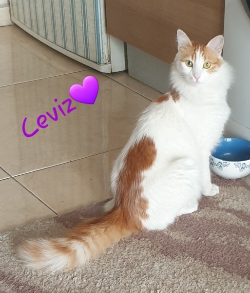Sarman, Kedi CEVİZ fotoğrafı
