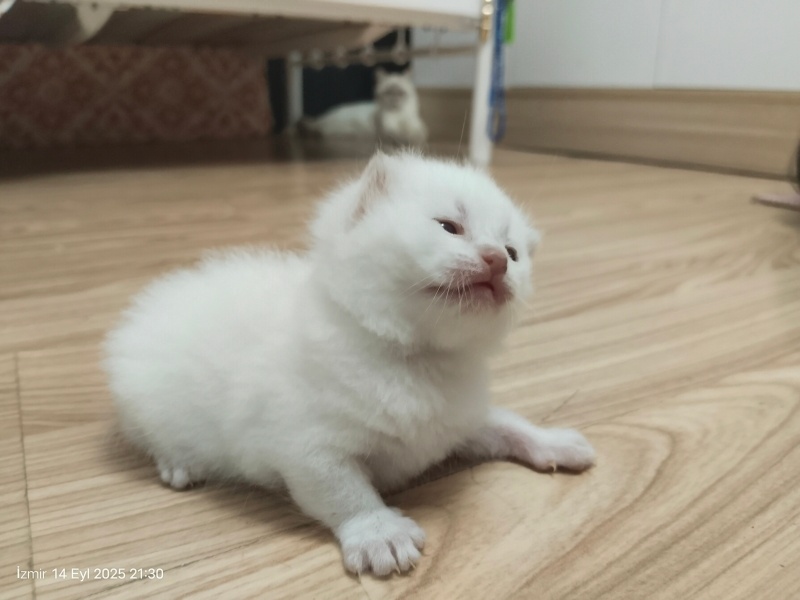 British Shorthair, Kedi  Mia fotoğrafı