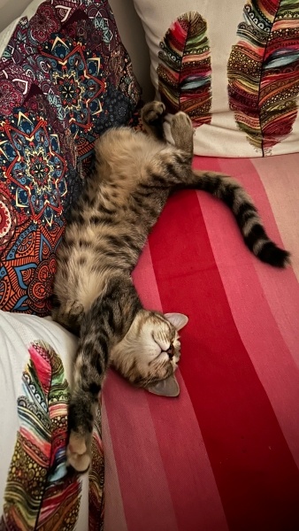 Tekir Kedi, Kedi Lokma fotoğrafı