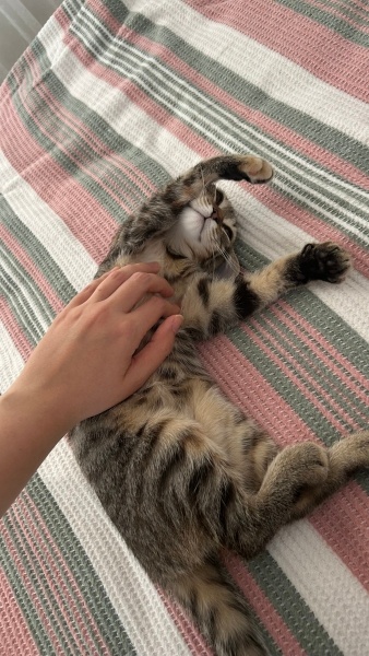 Tekir Kedi, Kedi Lokma fotoğrafı