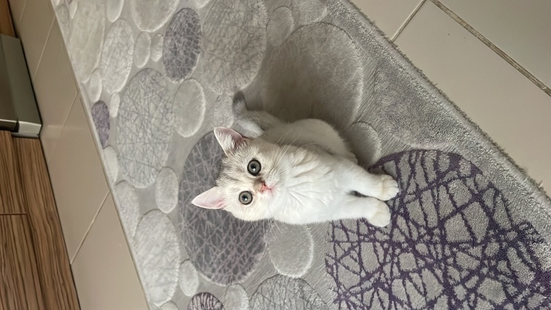 British Shorthair, Kedi  Mia fotoğrafı