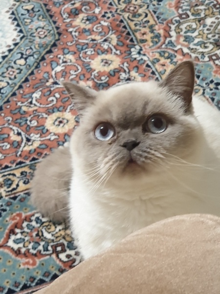 British Shorthair, Kedi Maya fotoğrafı