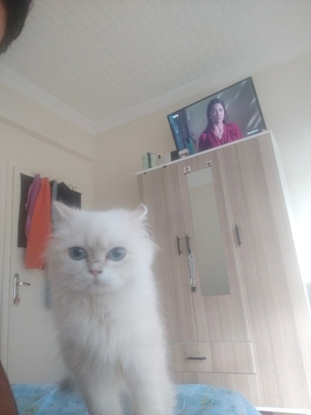 Scottish Fold, Kedi Asil fotoğrafı