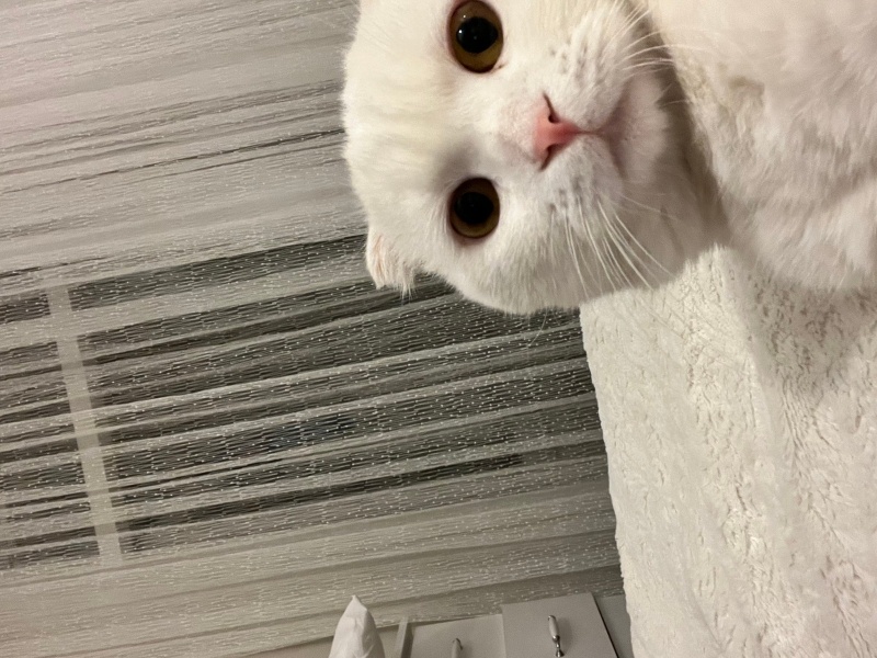Scottish Fold, Kedi  Bulut (kısırlaştırılmamış) fotoğrafı